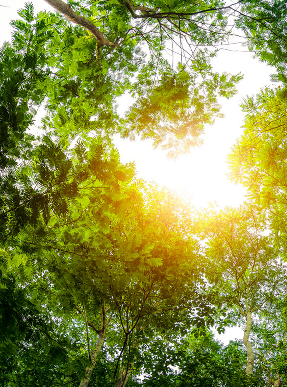 Green trees underneath and golden light