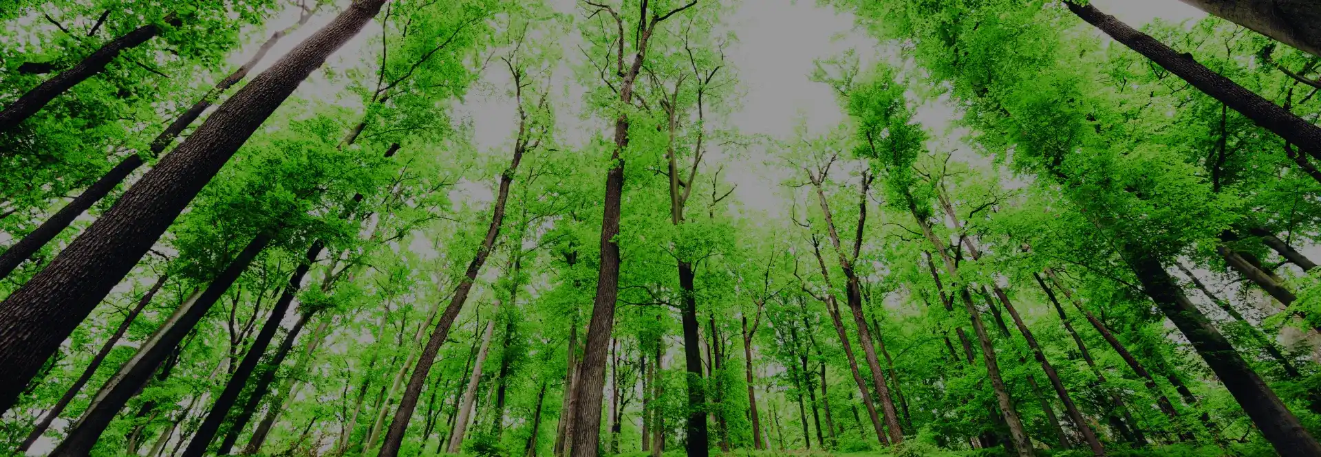 Sustainable technology label initiative banner